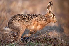 Feldhase - Zum Vergroessern klicken!